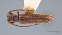 Microestola formosana image