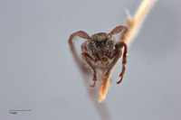 Microestola formosana image