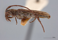 Microestola formosana image