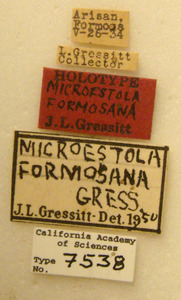 Image of Microestola formosana