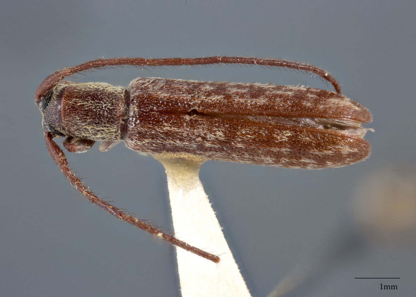 Microestola parallela image