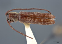 Microestola parallela image