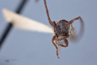 Microestola parallela image