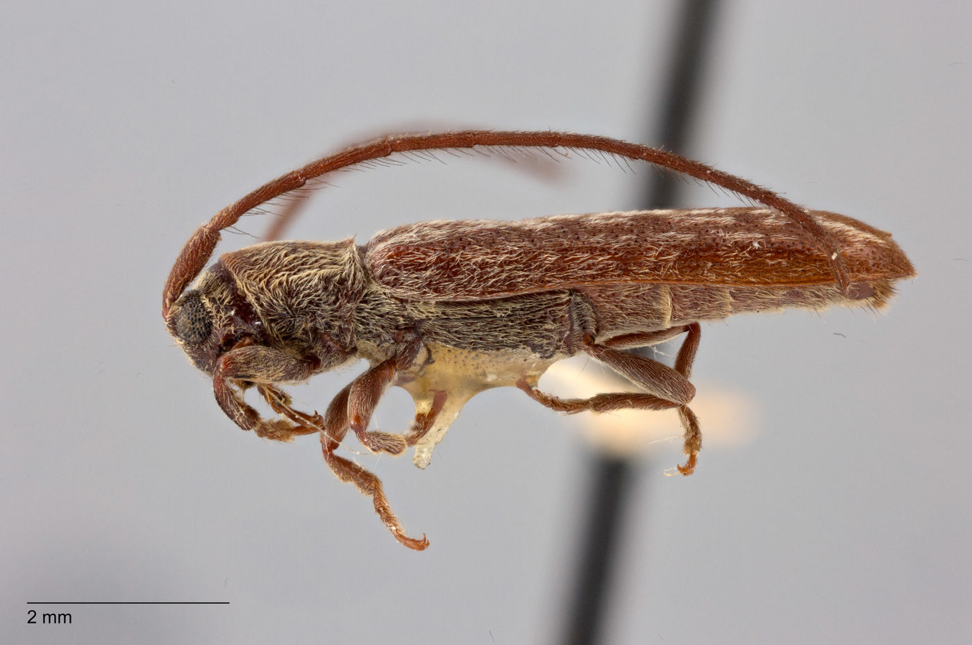 Microestola parallela image