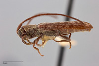 Image of Microestola parallela