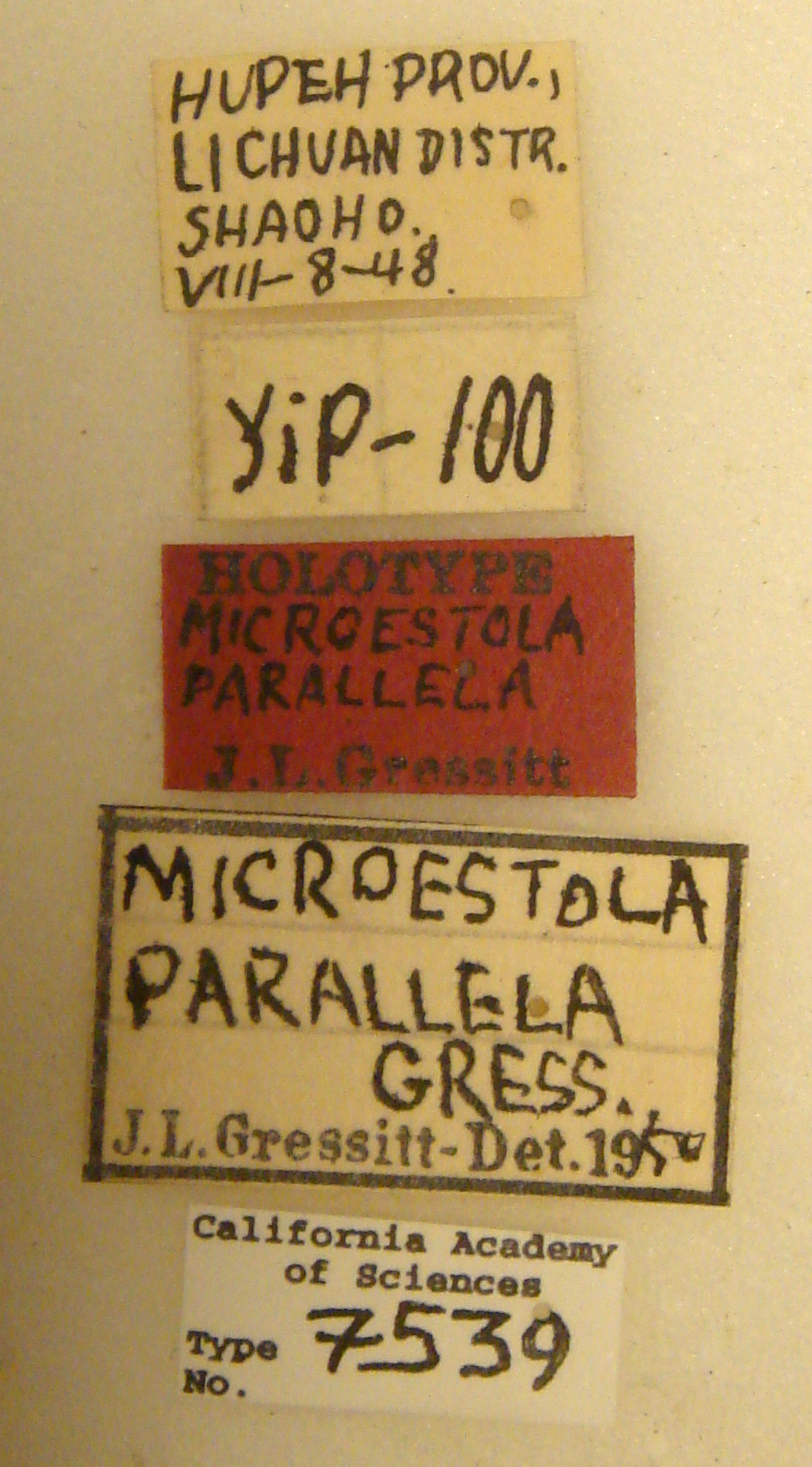 Microestola parallela image