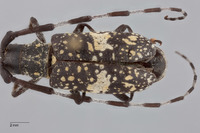 Image of Monochamus fascioguttatus