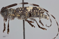 Monochamus fascioguttatus image