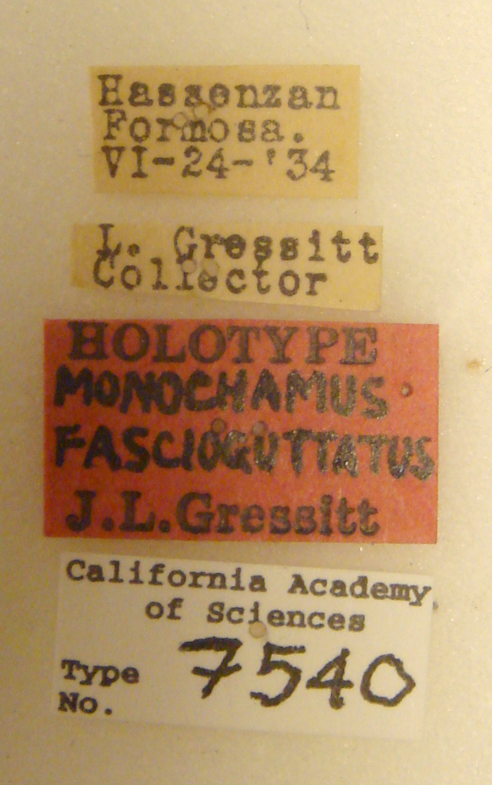 Monochamus fascioguttatus image