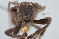 Monochamus flocculatus image