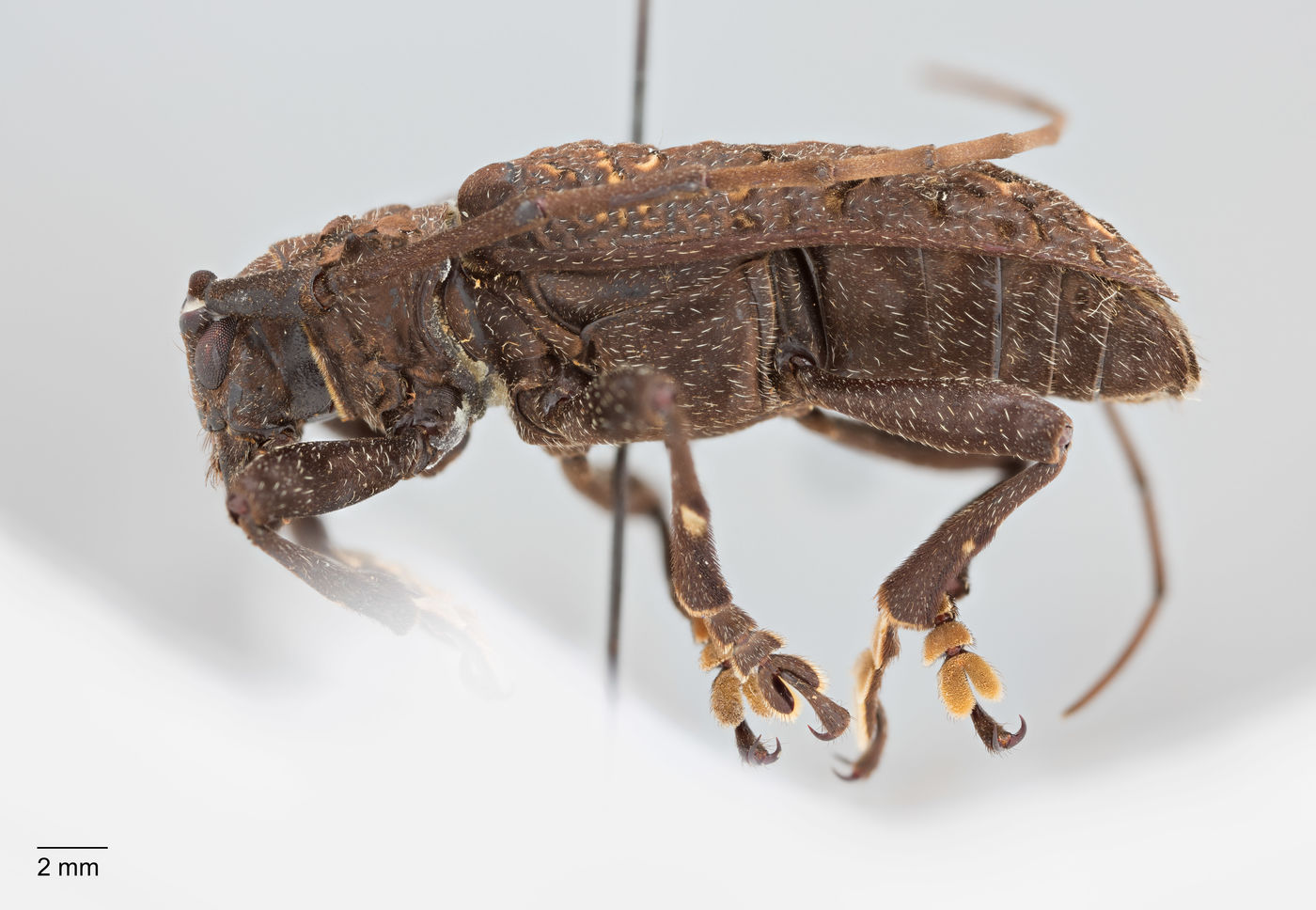 Monochamus flocculatus image