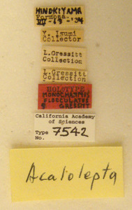 Monochamus flocculatus image