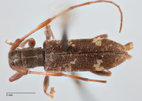 Nanohammus taiyal image