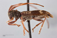 Nanohammus taiyal image