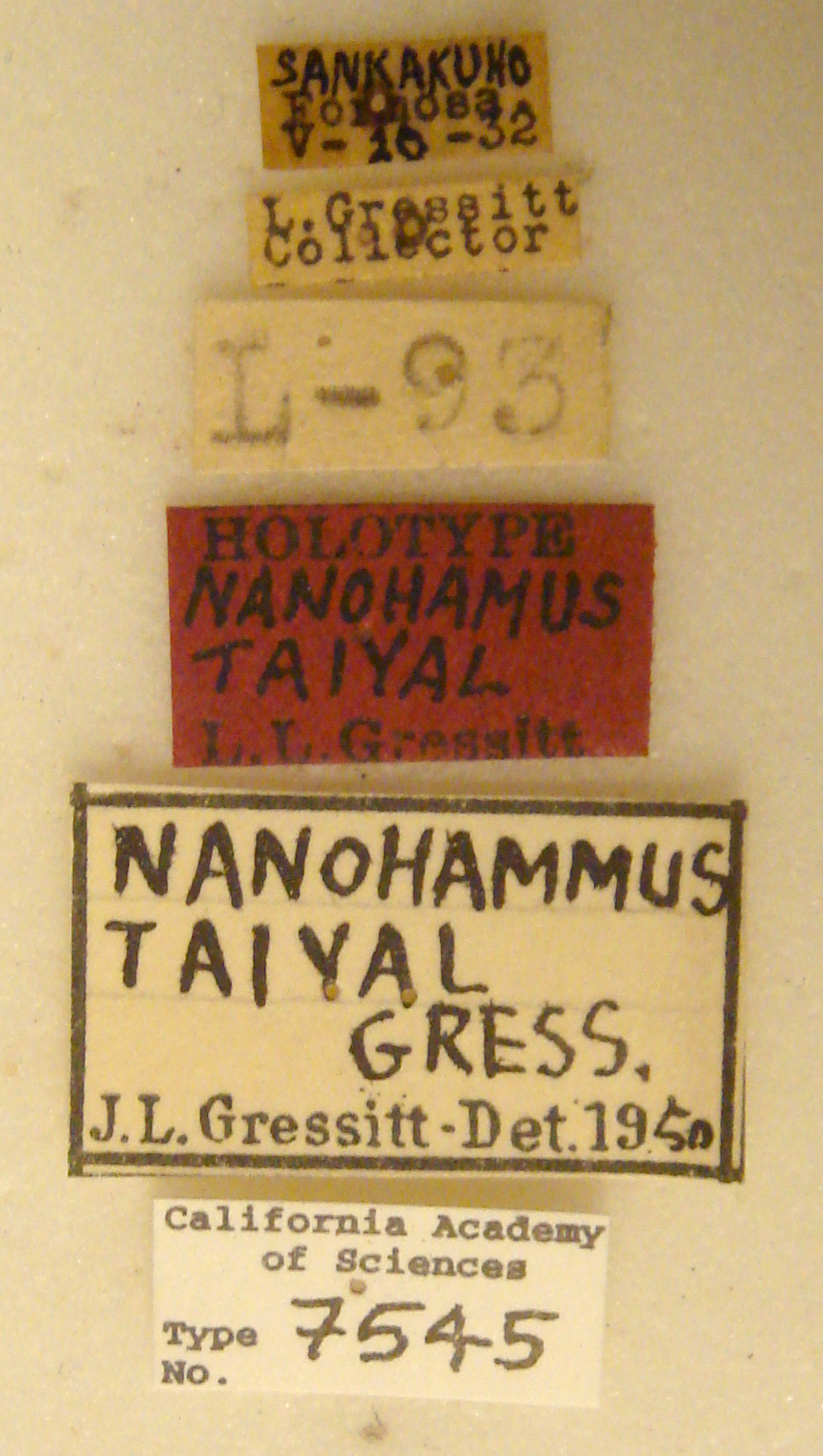 Nanohammus taiyal image