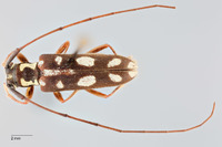 Neoserixia schwarzeri image
