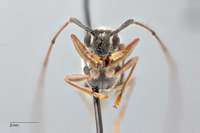 Neoserixia schwarzeri image