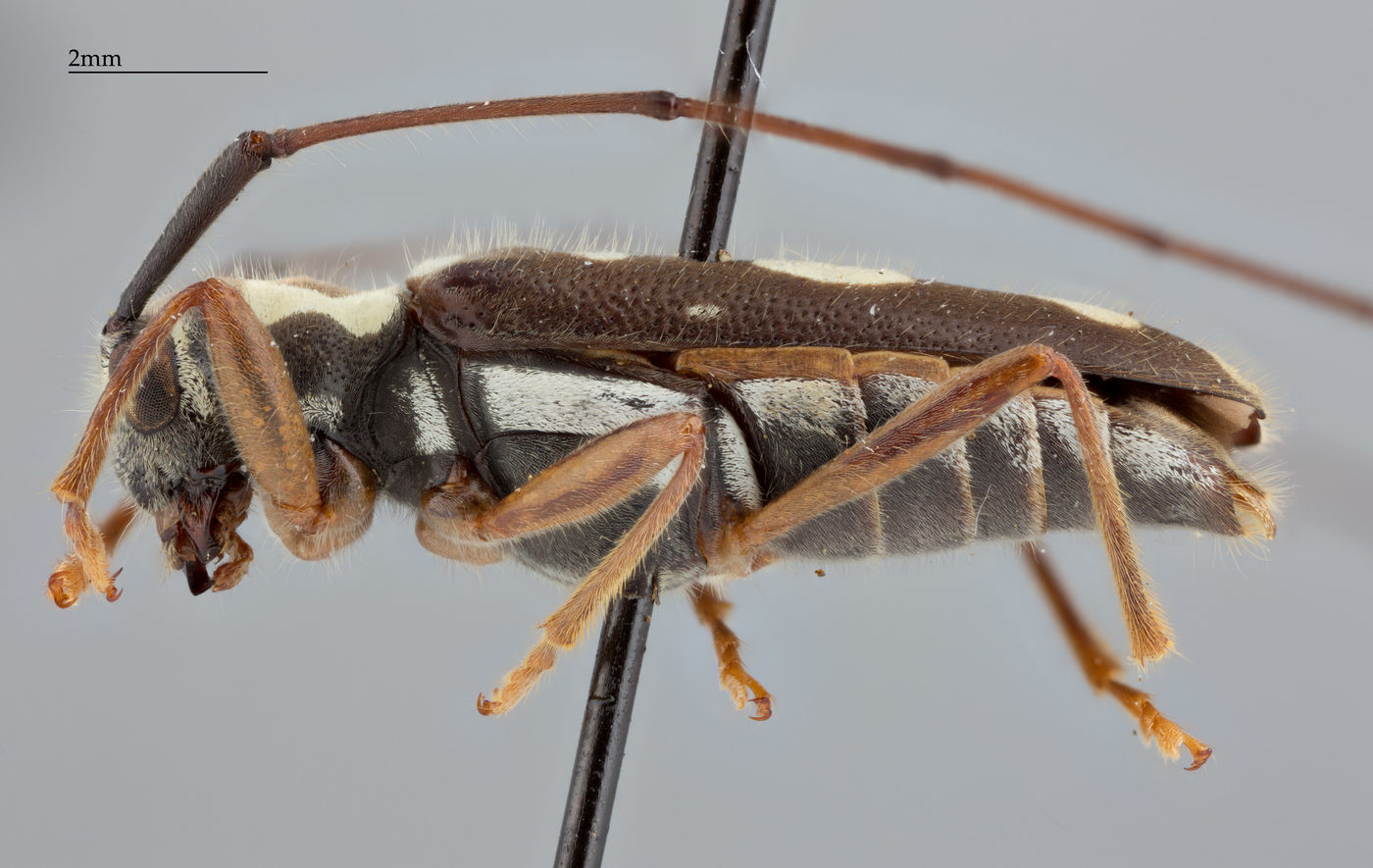 Neoserixia schwarzeri image