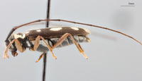 Image of Neoserixia schwarzeri