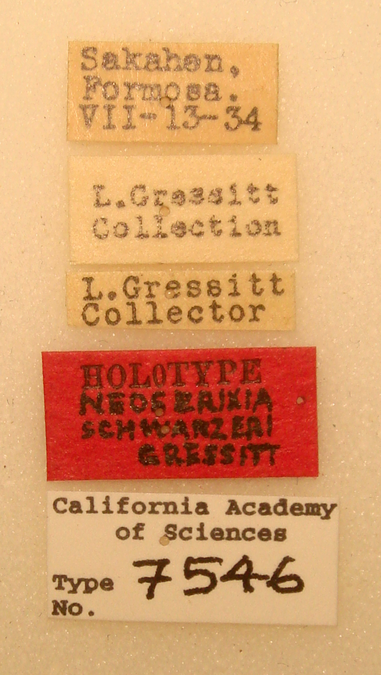 Neoserixia schwarzeri image