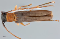Nupserha corrugata image