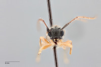 Nupserha corrugata image