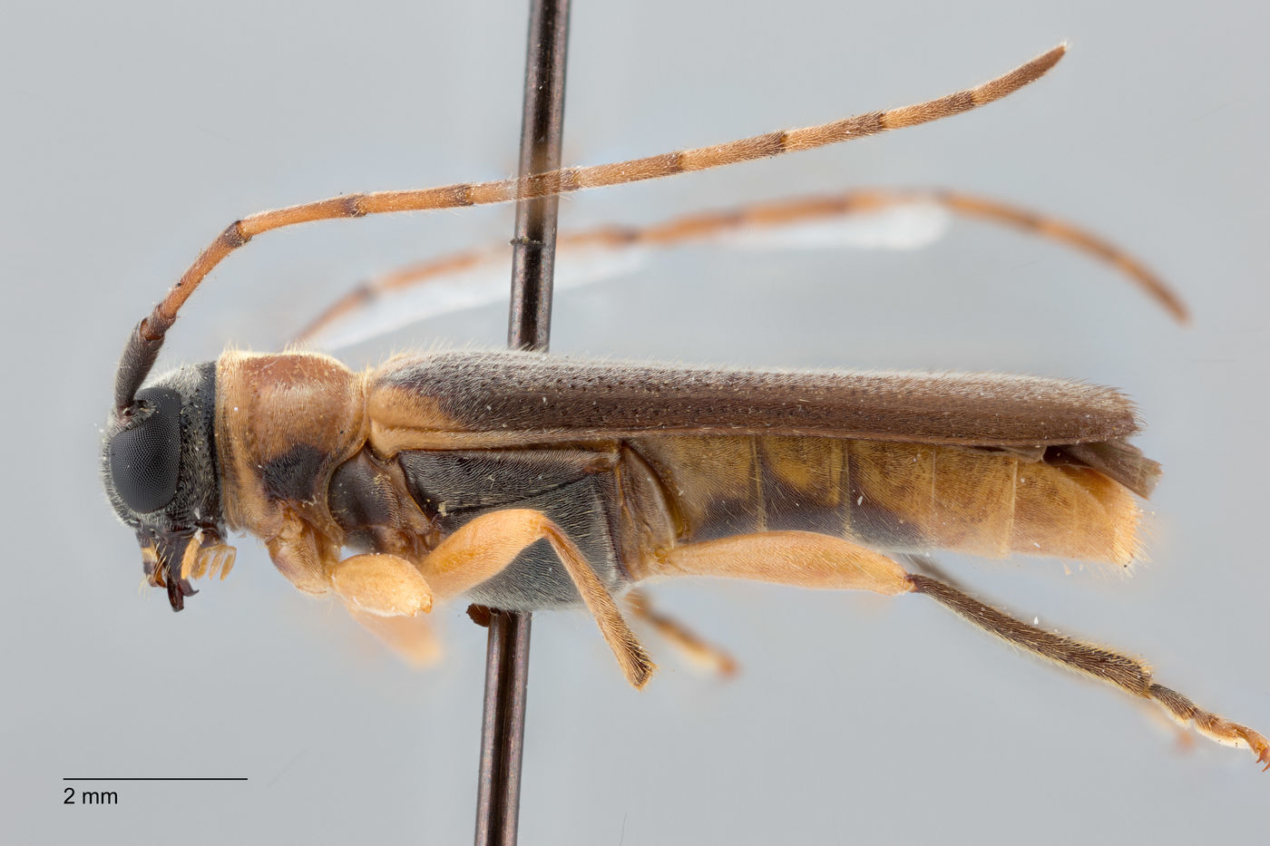 Nupserha corrugata image