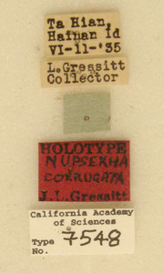 Image of Nupserha corrugata