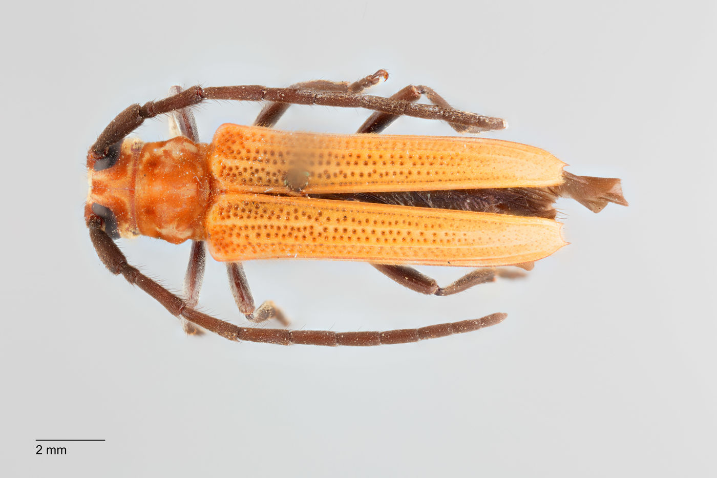 Nupserha subvelutina image