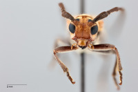 Nupserha subvelutina image