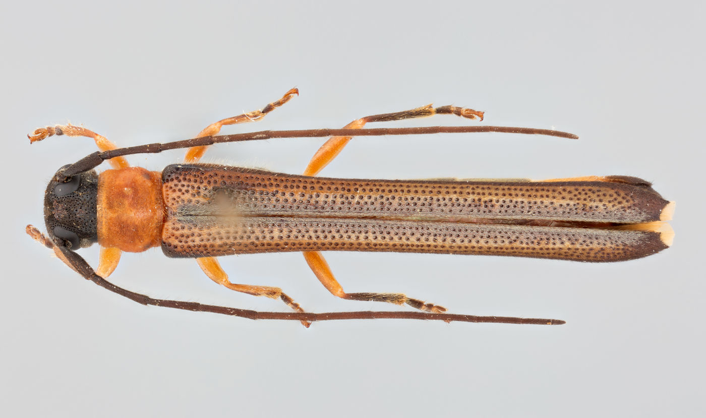 Oberea brevithorax image