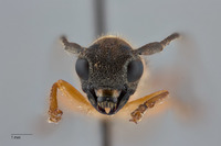 Image of Oberea brevithorax