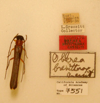 Oberea brevithorax image