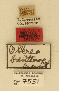 Oberea brevithorax image