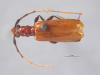 Obrium rufograndum image