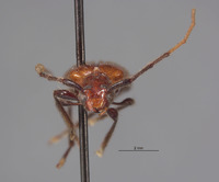 Obrium rufograndum image