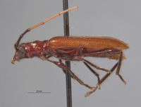 Obrium rufograndum image