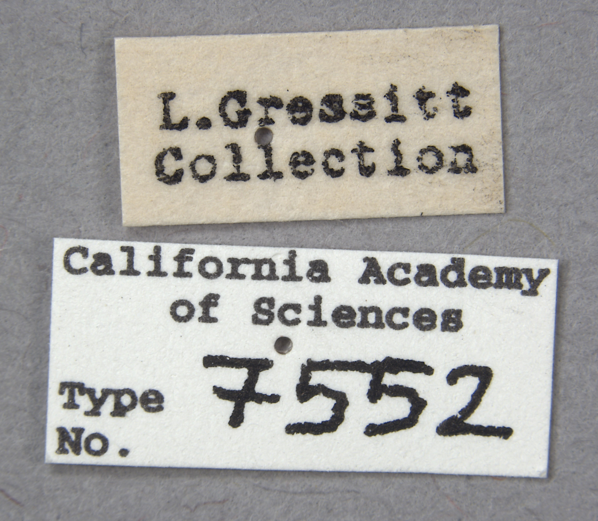 Obrium rufograndum image