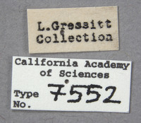 Obrium rufograndum image