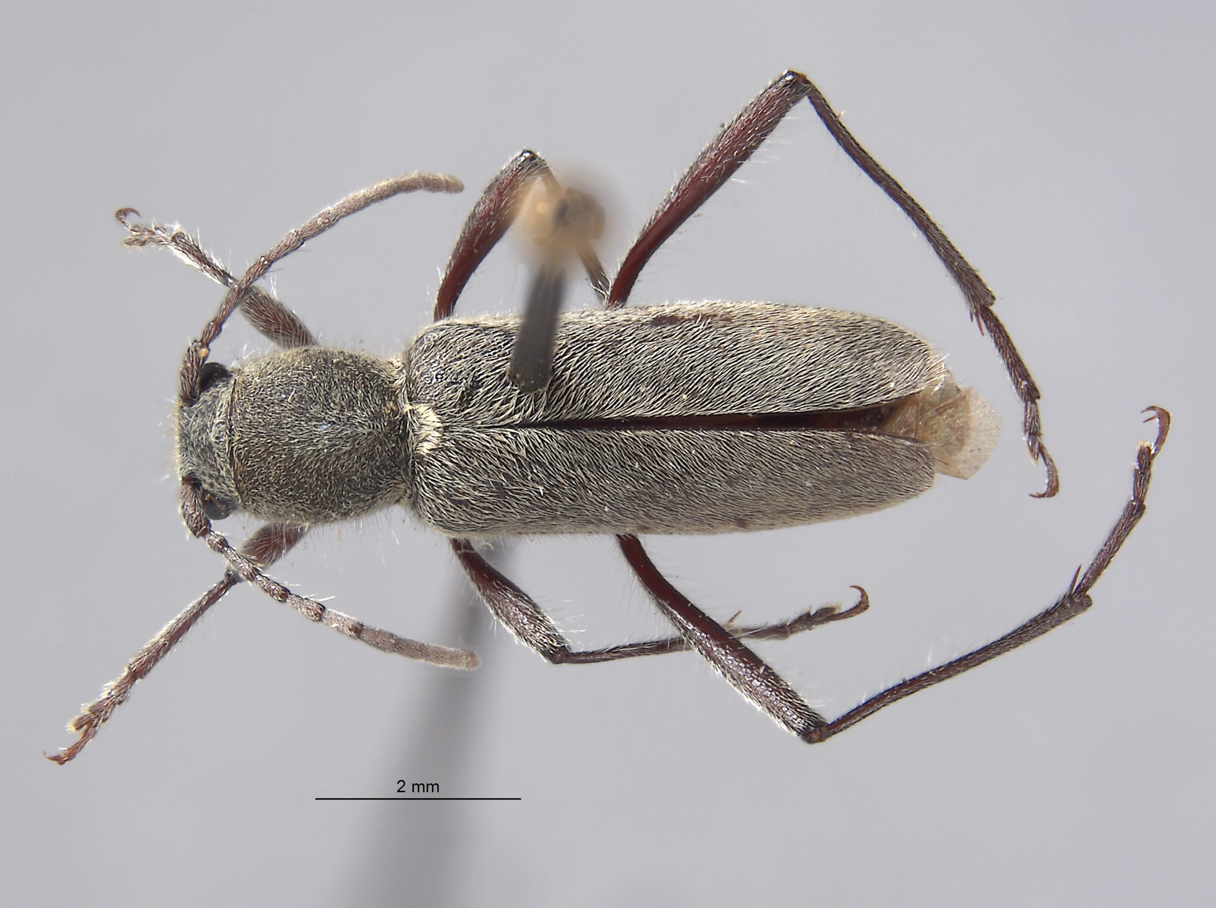 Perissus griseus image