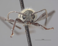 Perissus griseus image