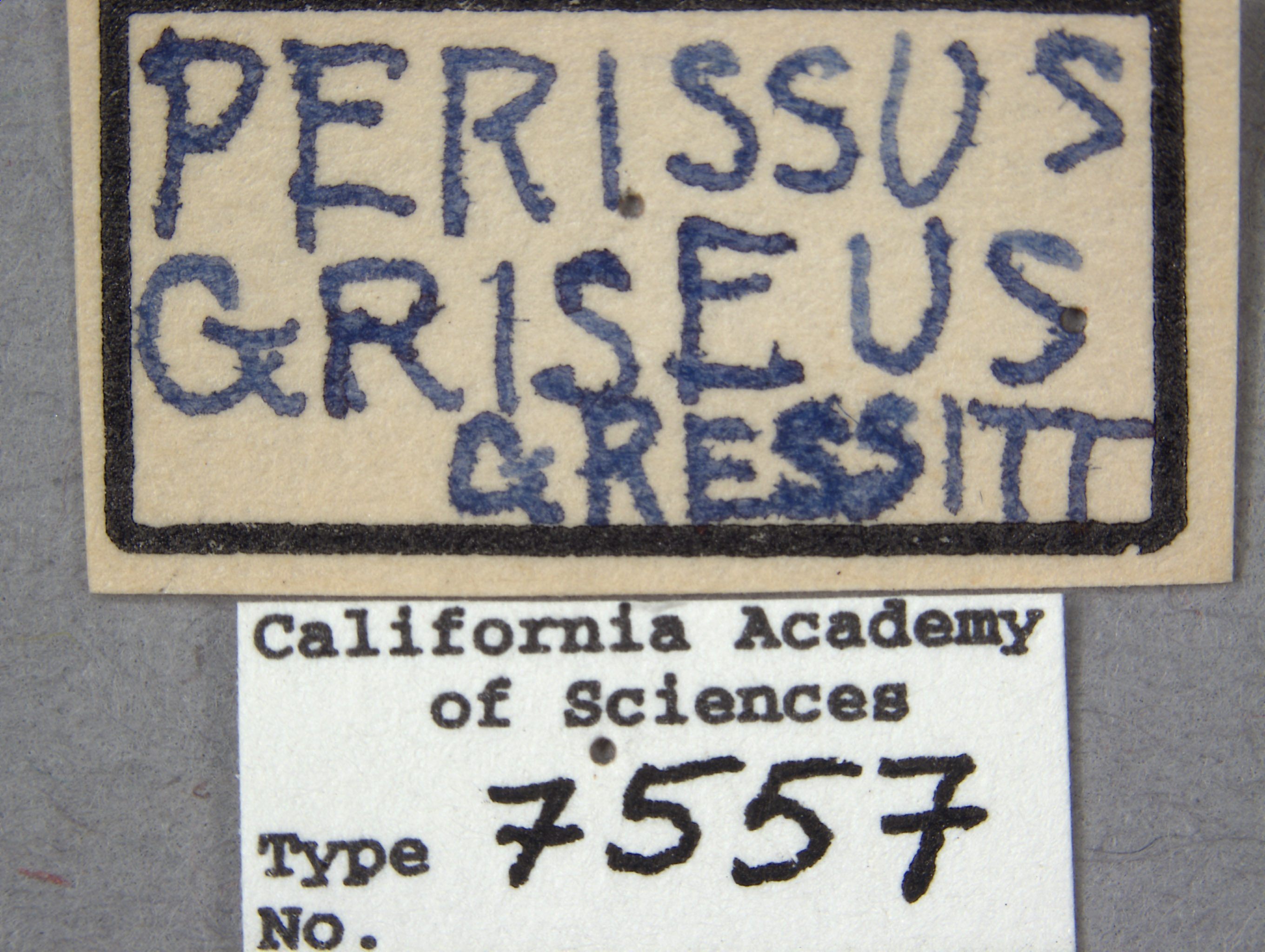 Perissus griseus image