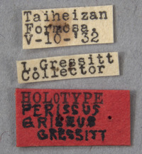 Image of Perissus griseus