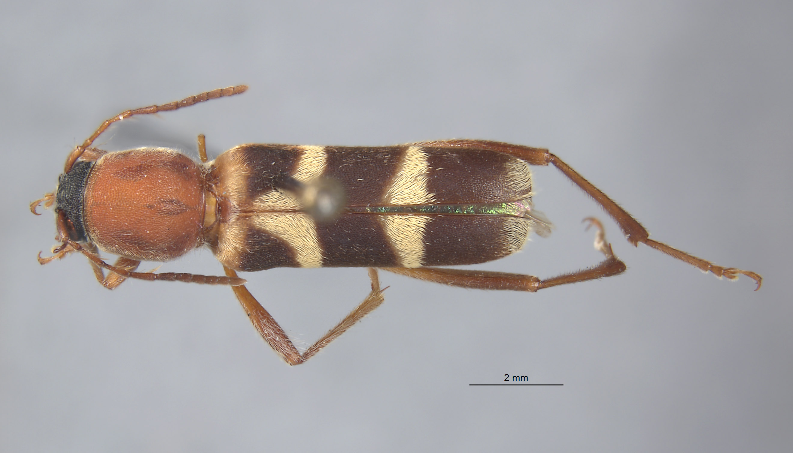 Perissus image