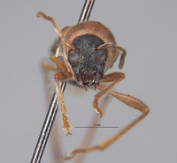 Perissus rubricollis image