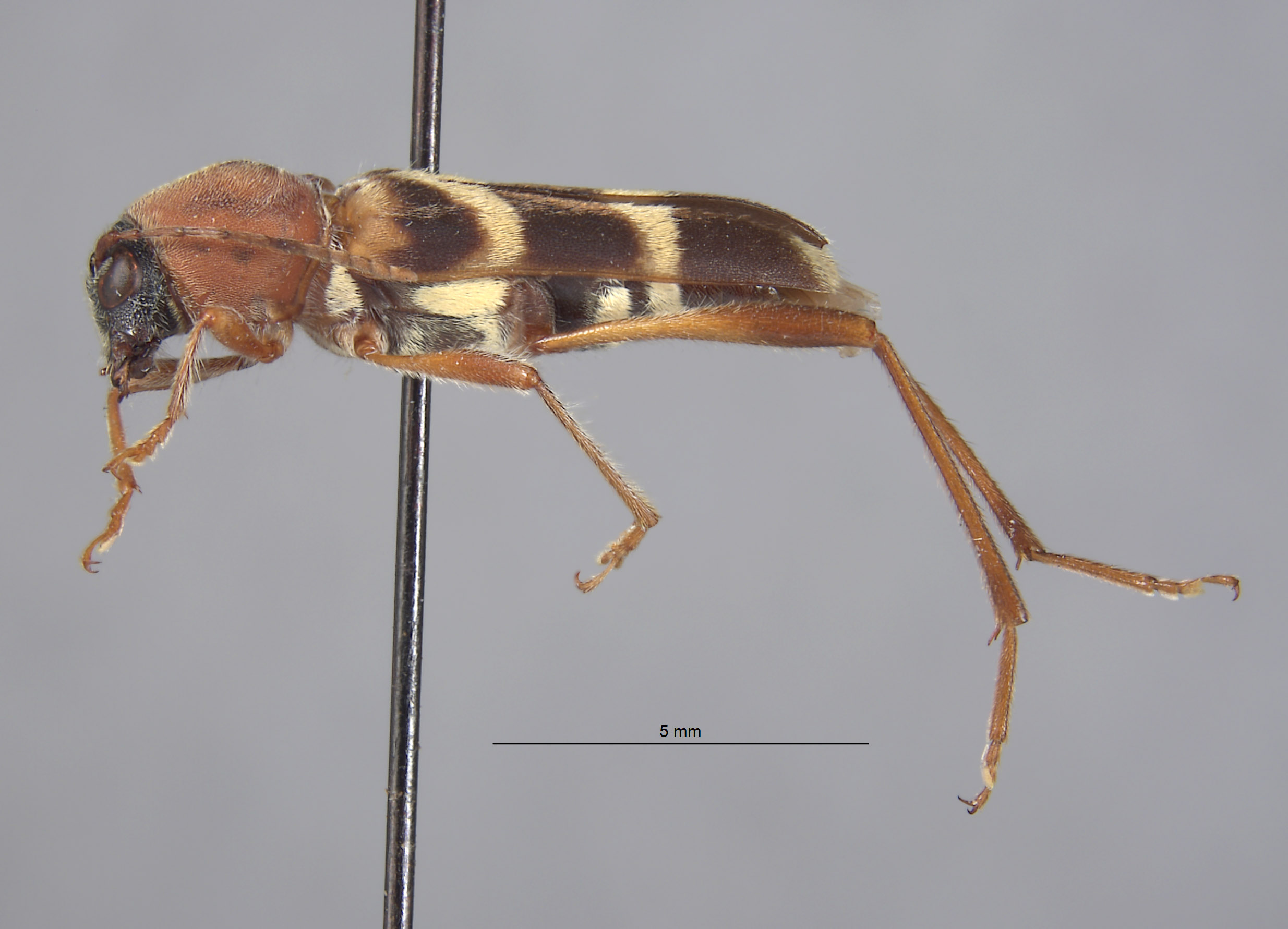 Perissus rubricollis image