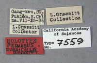 Perissus rubricollis image