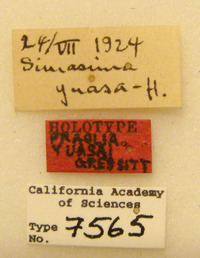 Praolia yuasai image