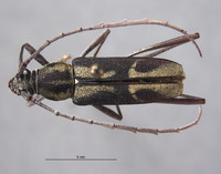 Prothema cariniscapa image