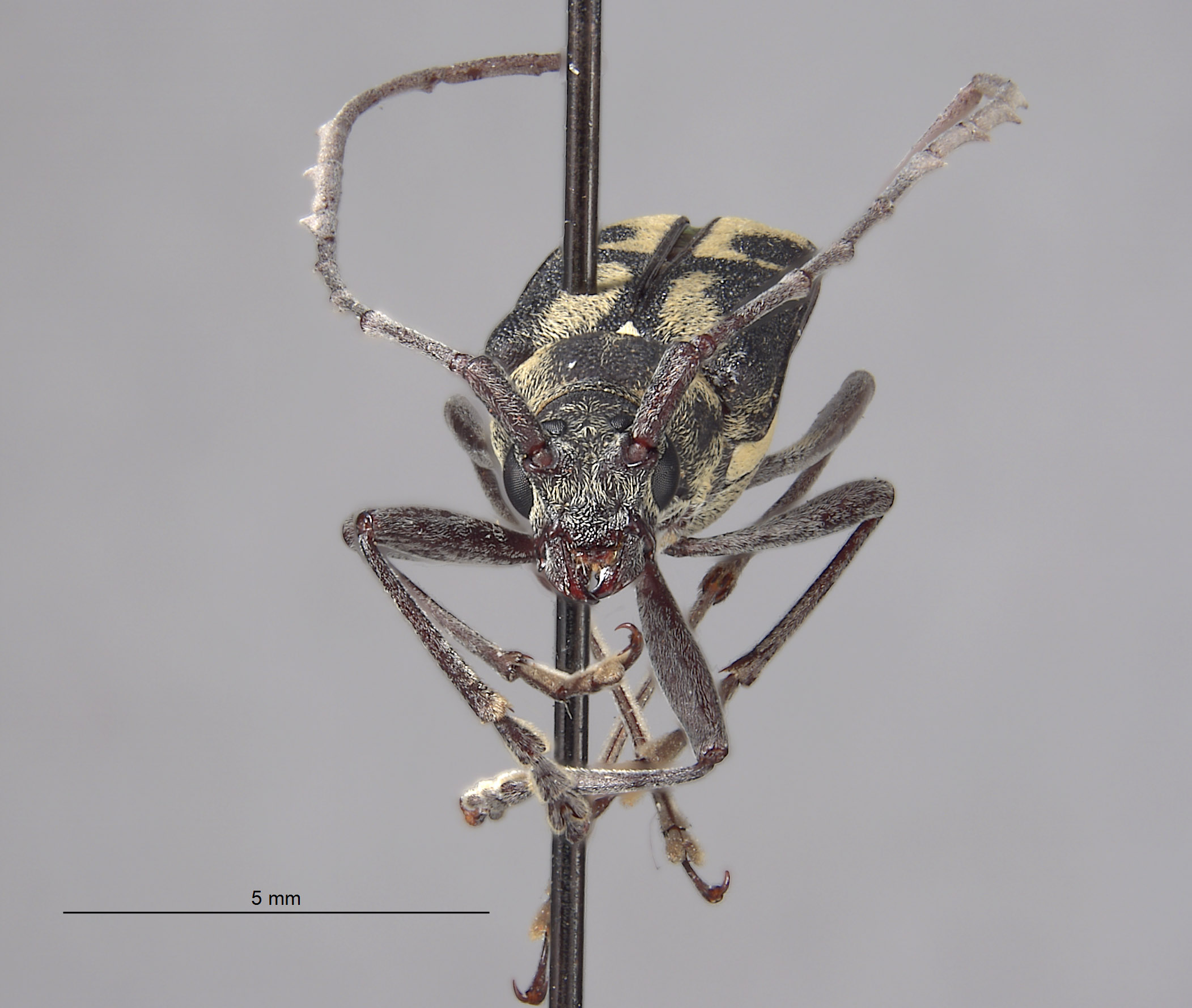 Prothema cariniscapa image